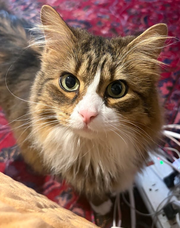 adorable close up of calico looking up with big eyes; there are plugs next to him on a purple rug