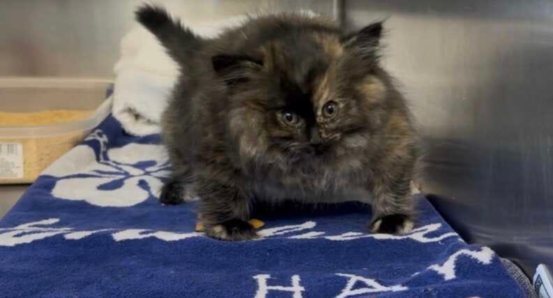 puffed up kitten filled with air puffed up kitten filled with air