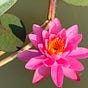 Debra A. Bickford's avatar