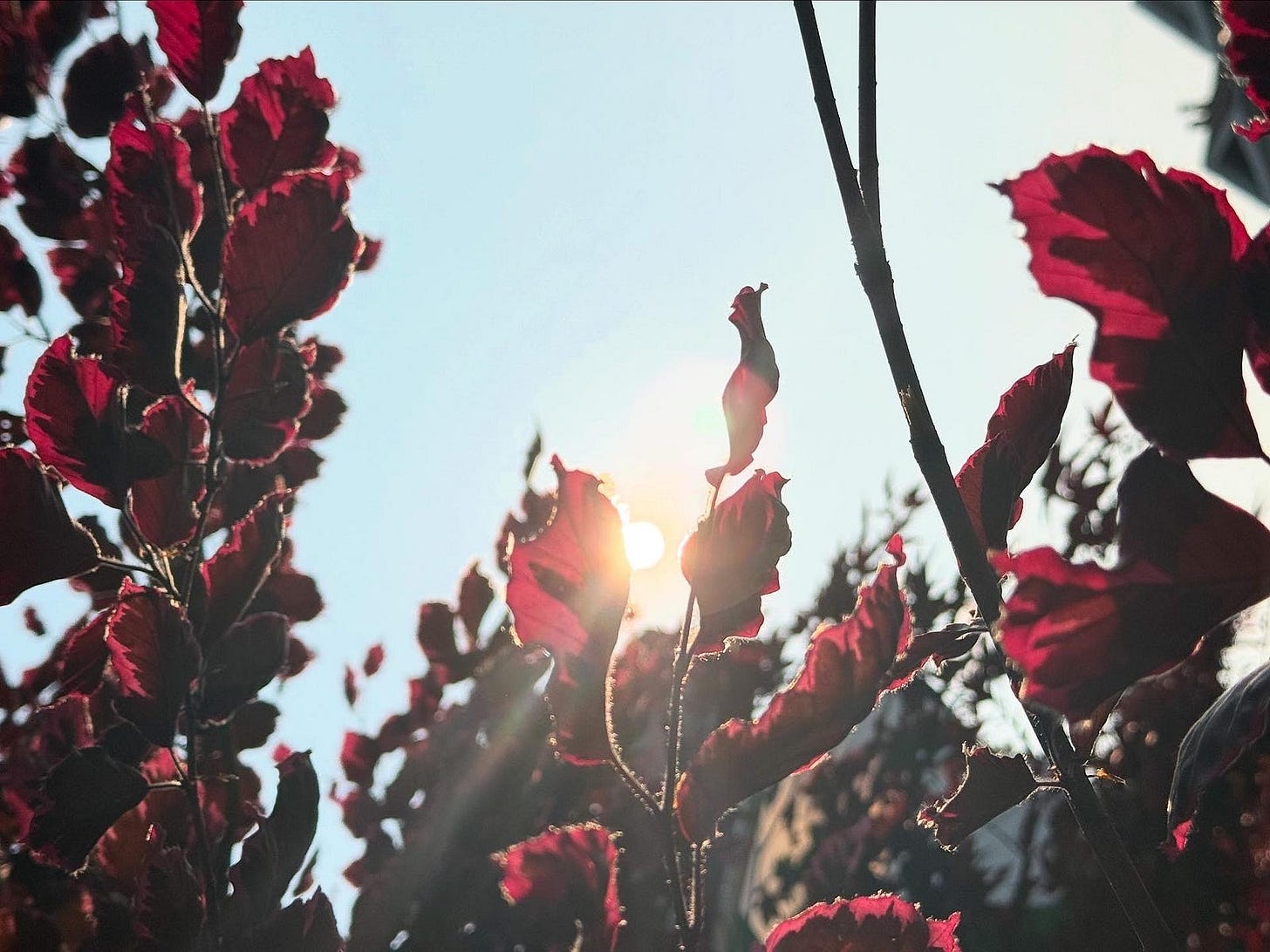 A close-up view of red leaves on tree branches with the sun shining through them. The sunlight creates a glowing effect around the edges of the leaves, highlighting their vibrant color against the bright sky. The background includes more branches and leaves, adding depth to the scene. The overall composition captures the beauty of nature with the interplay of light and color.