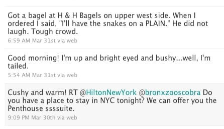 snake twitter 2