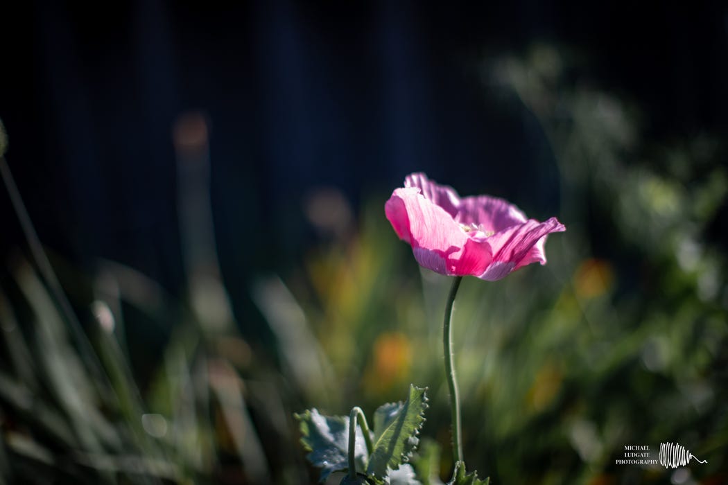 Lone poppy Lone poppy