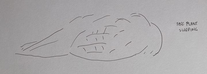 Line drawings of kākāpō, head only, whole body sitting, face plant sleeping