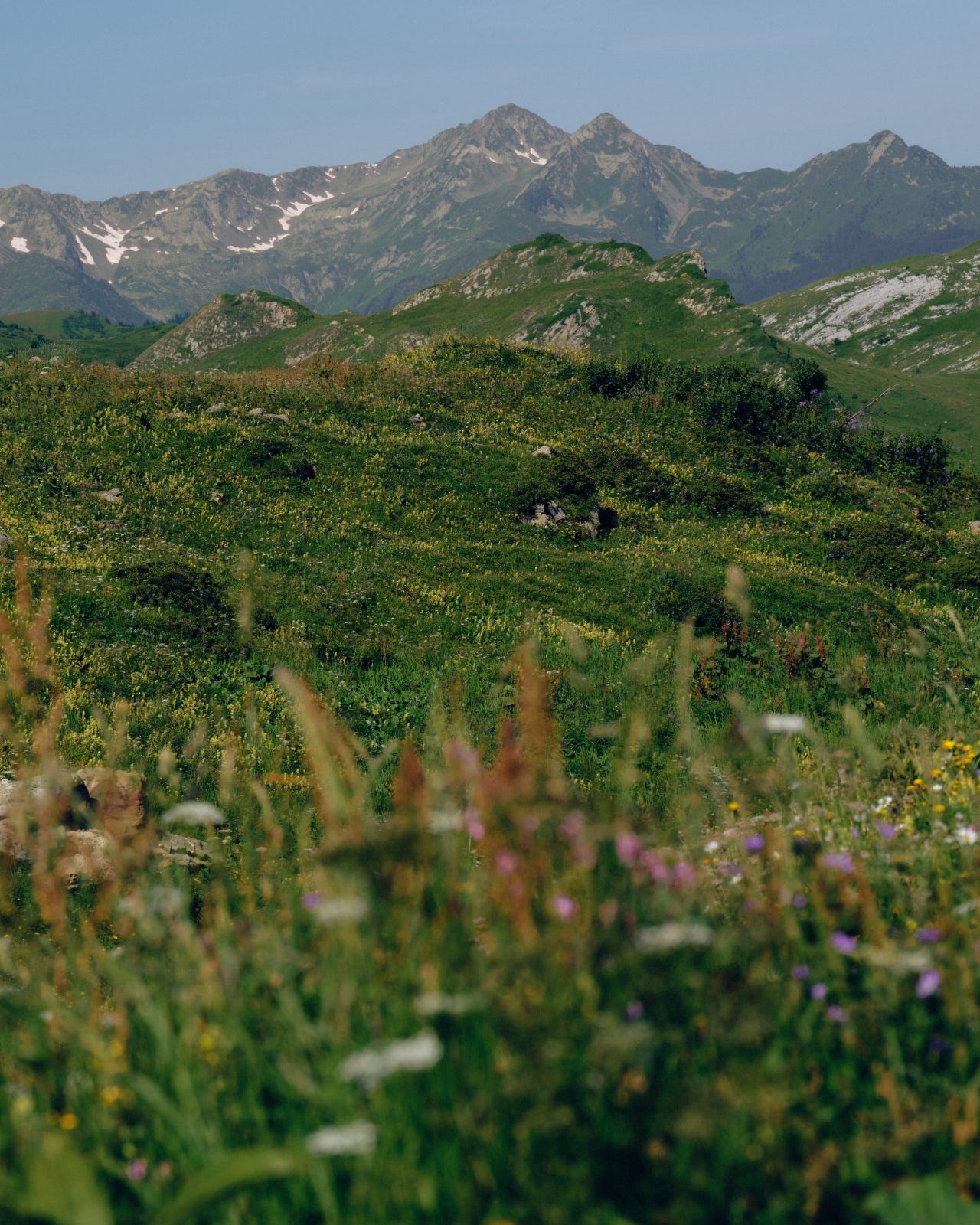 An alpine wildflower meadow with a snow-streaked mountain range behind under a clear sky.