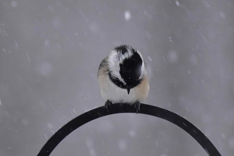 Close up of a picture of water on the edge of a leave about to drip over; red berries on a branch, pitted with indentations; berries that are deep purple and at the end of their season, limp and dying; blurry photo of a bird flying from a branch, wings outstretched; photo of black-capped chicadee sitting with head down in gray sky and snow; picture of a sparrow sitting in the snot, back to camera with head turned around looking back.