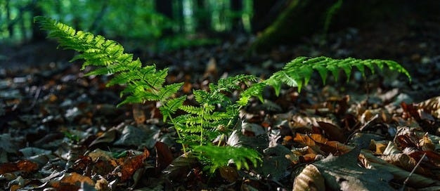 Selective focus shot of green common ostrich plant in a field full of dry leaves