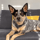 I actually don't think dogs need a calm mindset