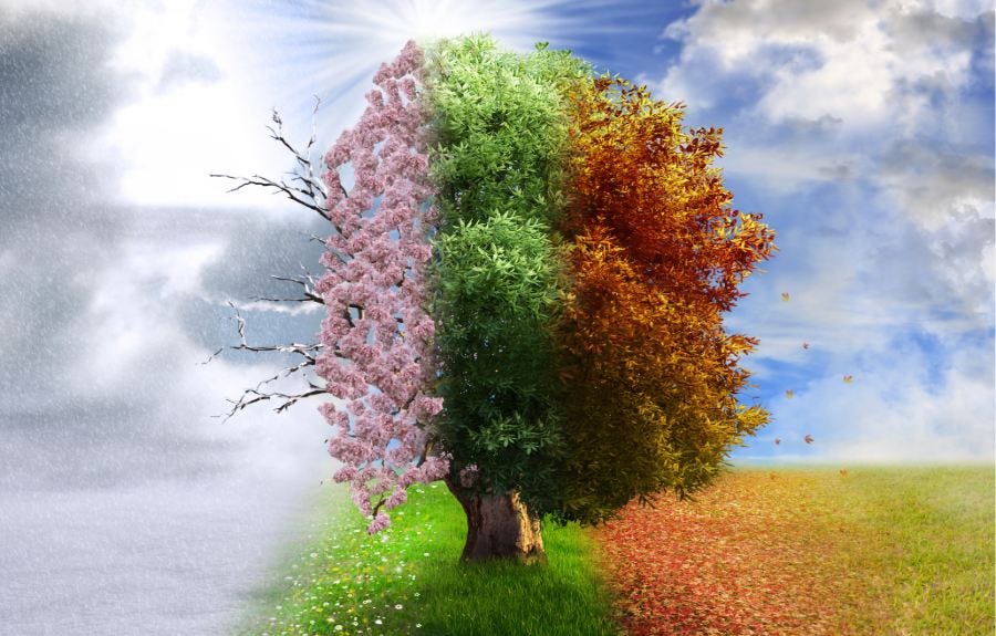 Four-Season-Tree Four-Season-Tree