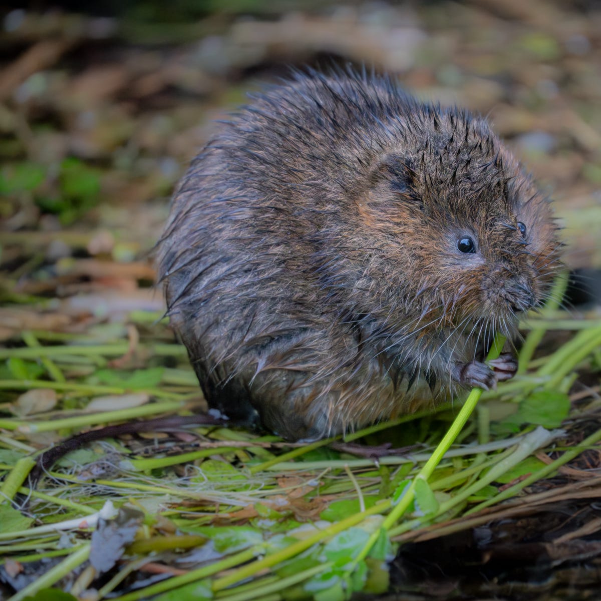 A small, round rodent clutching a stem of greenery in its tiny paws