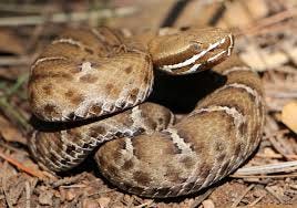 Arizona Ridge-nosed Rattlesnake (Crotalus willardi willardi ...