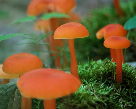 A series of three images shows a variety of forest mushroom in red, pink, and white.