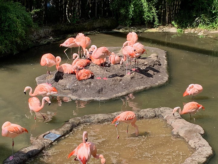 Wuppertal zoo flamingos and blue macaws