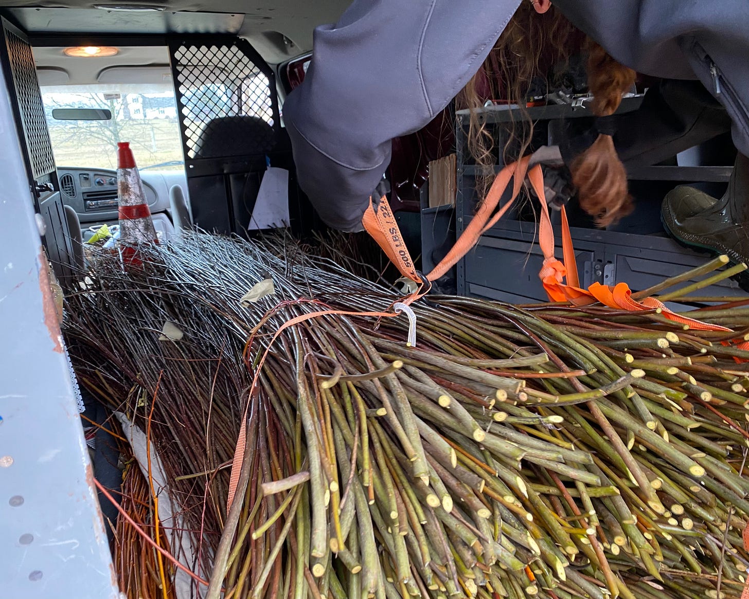 Harvesting willow, truck loaded