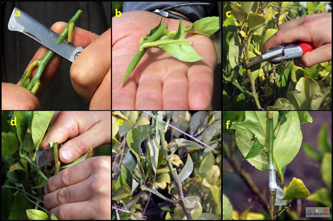 Saving Dad's Lemon Tree - by Duncan Cocking