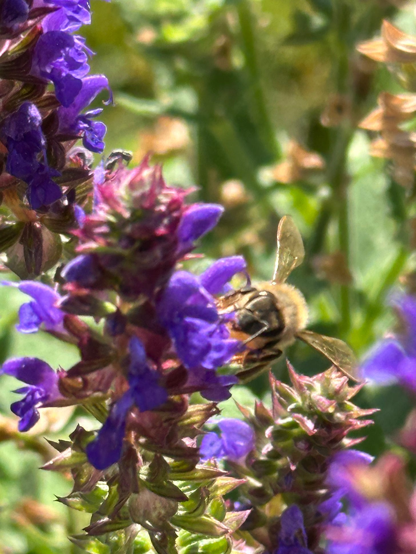 bee climbing on a lavender blossom