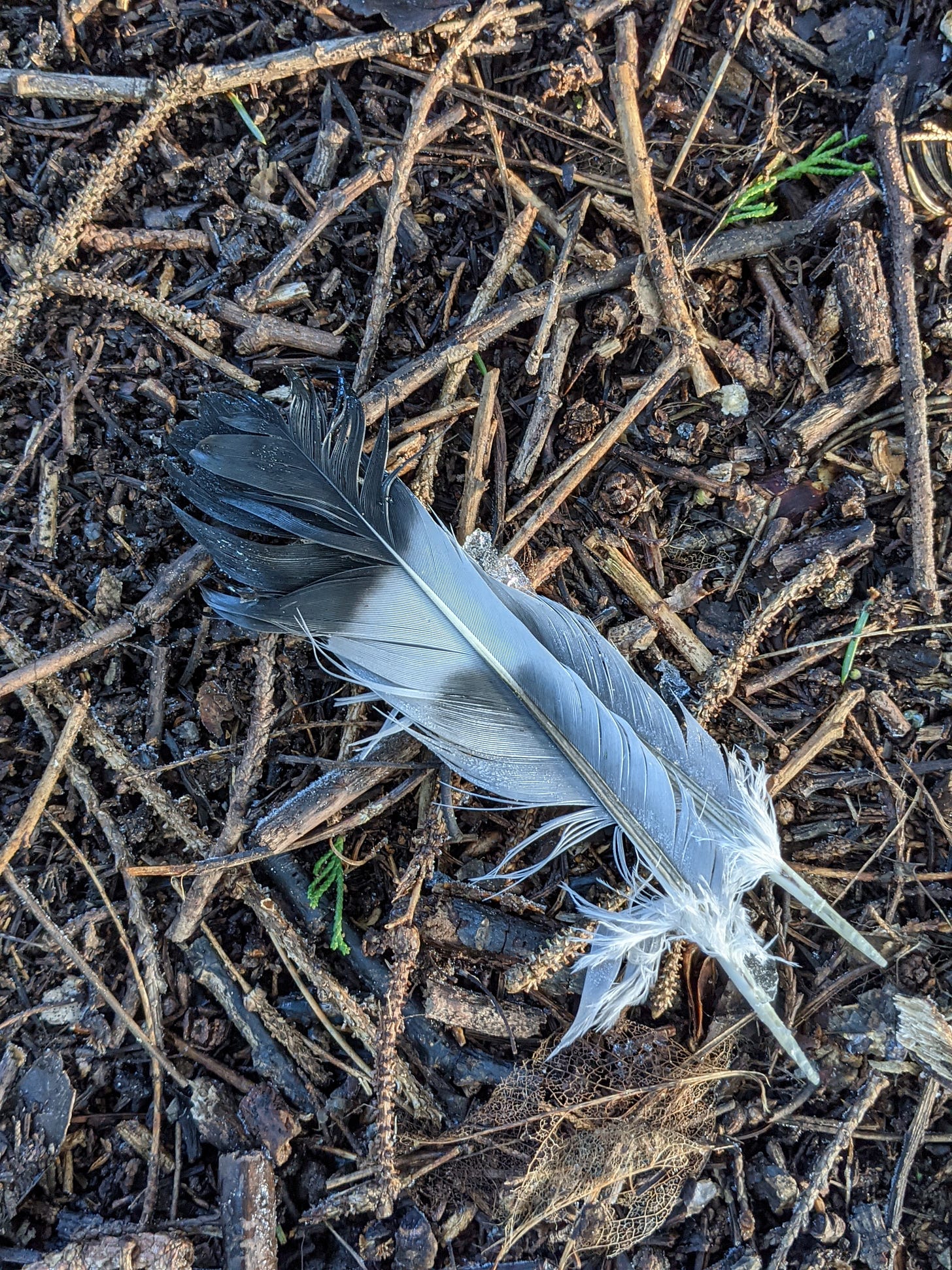 image of two feathers on a woodland floor
