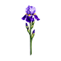 Iris Labx's avatar