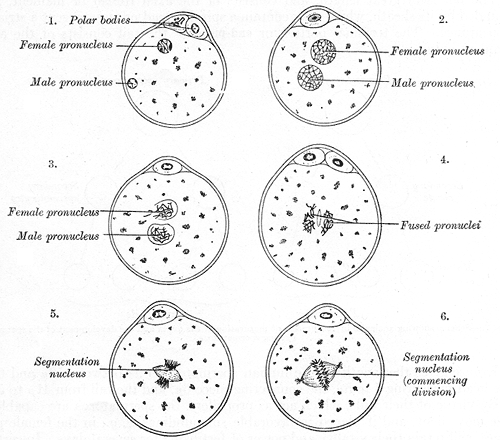 Epigenetics of the mammalian germline