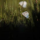 24. The Wild Enchantment Club | Metamorphosis, butterflies and moths