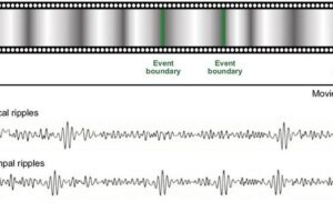 The study shows, for the first time in a realistic setting, the role of ripple-type brain waves in memory encoding and storage.
