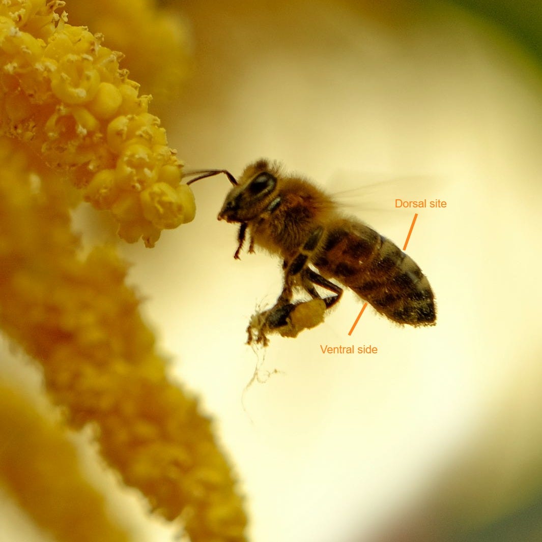 a close up of a bee on a flower