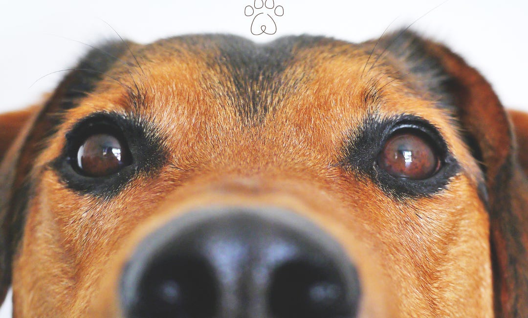 La importancia del seguro para mascotas.
