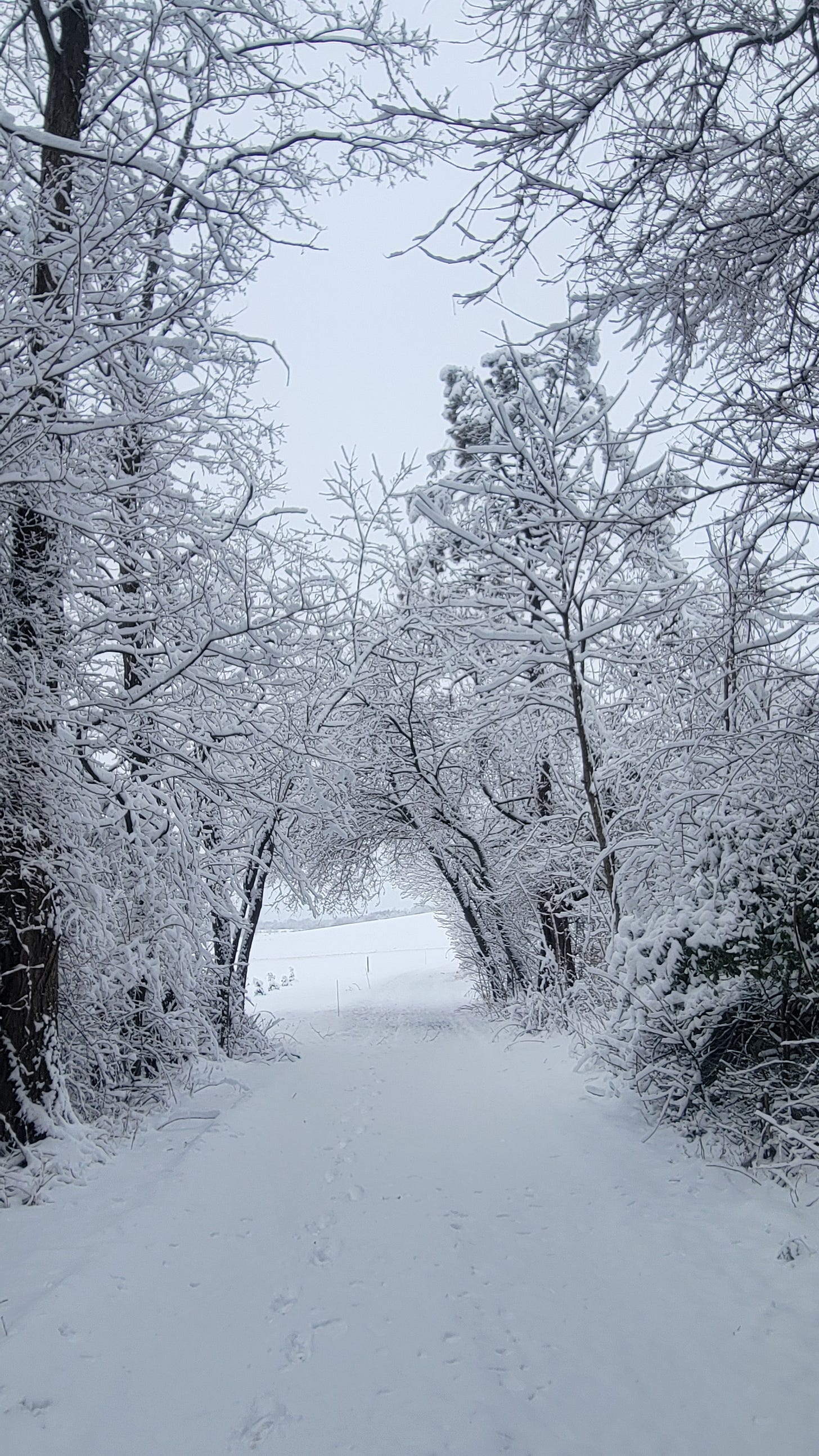Snowy lane with footprints.