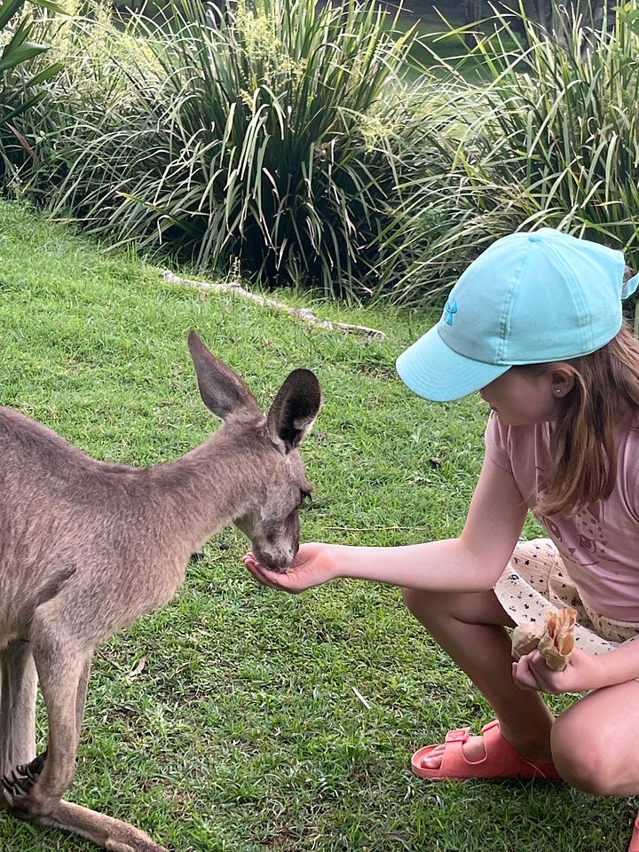 A selection of photos depicting our time visiting Lone Pine - including a photo with the Koala statue, feeding kangaroos, and watching the birds of prey show. 