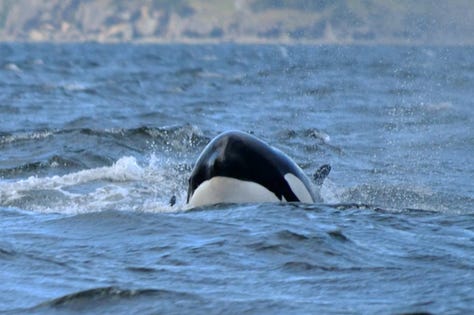 Bigg's orcas hunt Steller sea lion