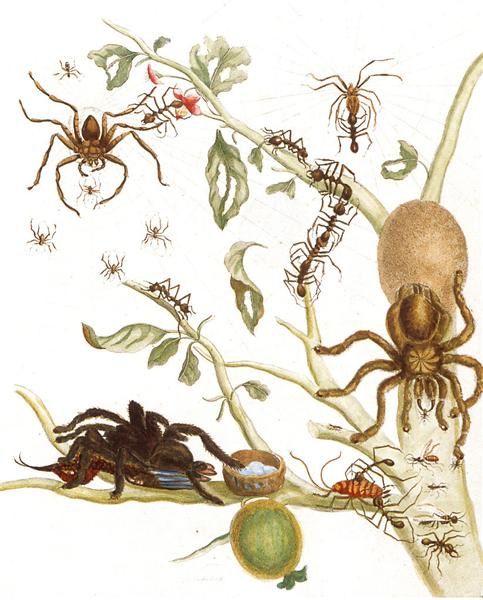 Spiders, ants and hummingbird on a branch of a guava, 1705 - Maria Sibylla Merian
