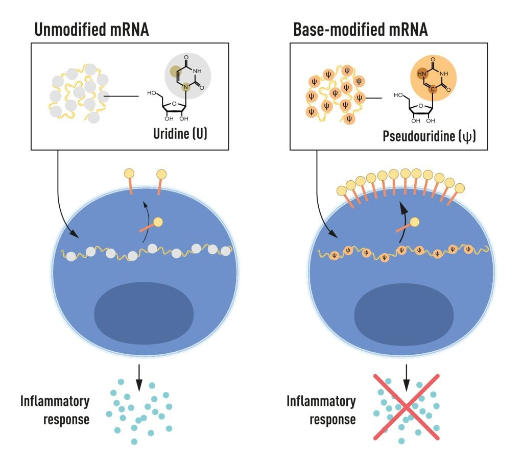 Illustration of the four different bases mRNA contains. Illustration of the four different bases mRNA contains.
