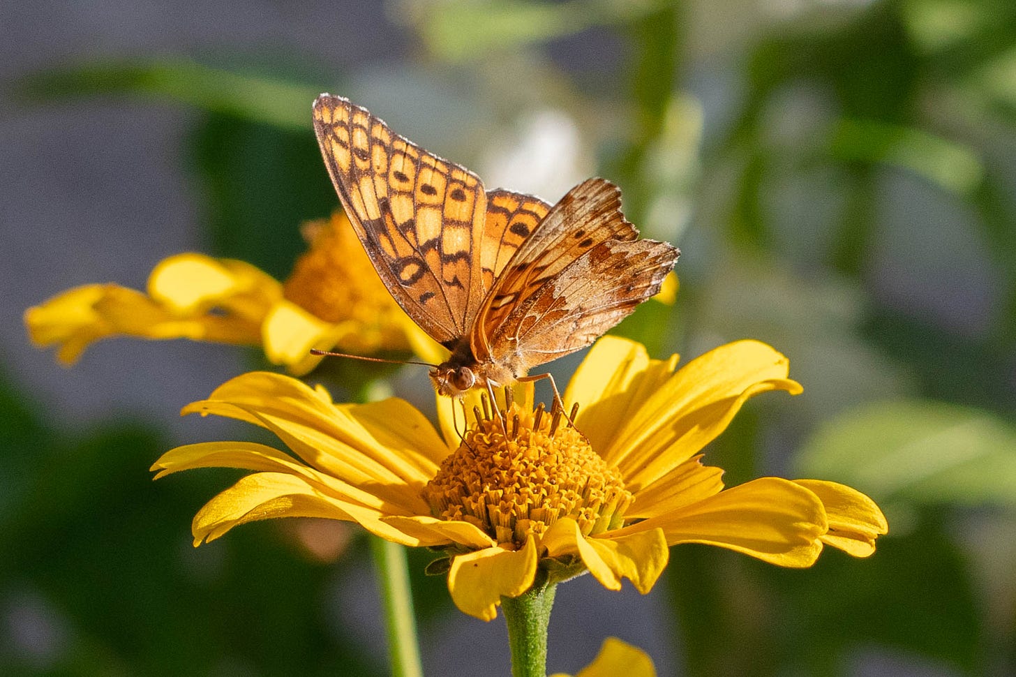 On a yellow daisy-like flower, a mostly orange butterfly nectars. The butterfly's wings are pale to medium shades of orange bordered by black lines and curves.
