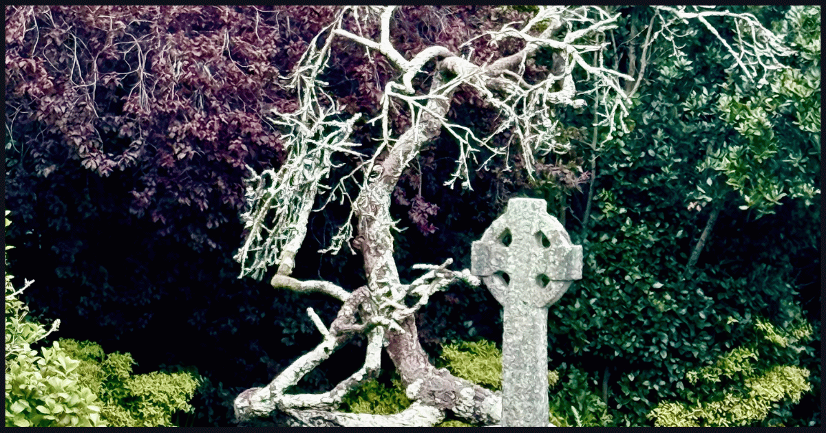 dead hawthorn tree stands starkly against pagen trees in Catholic cemetery - overlooking a grave marker