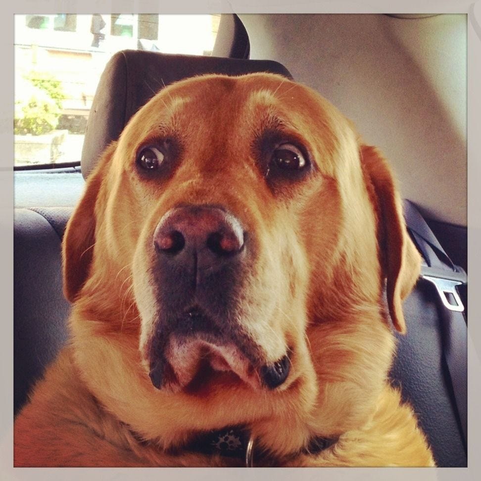 eyes surprise dog pics face lab | Surprised dog, Labrador, Labrador ...
