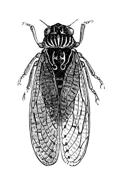Cicada Illustrations, Royalty-Free Vector Graphics & Clip Art - iStock