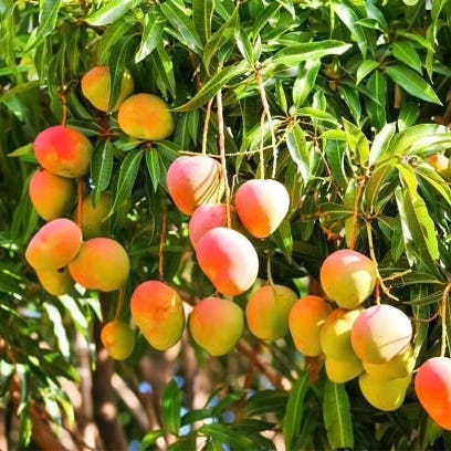 Artwork for Mango Walk