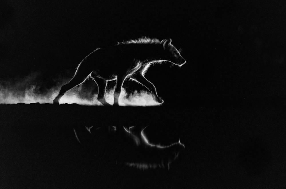 la silueta de una hiena en la noche, reflejada en el agua, y en blancoy negro