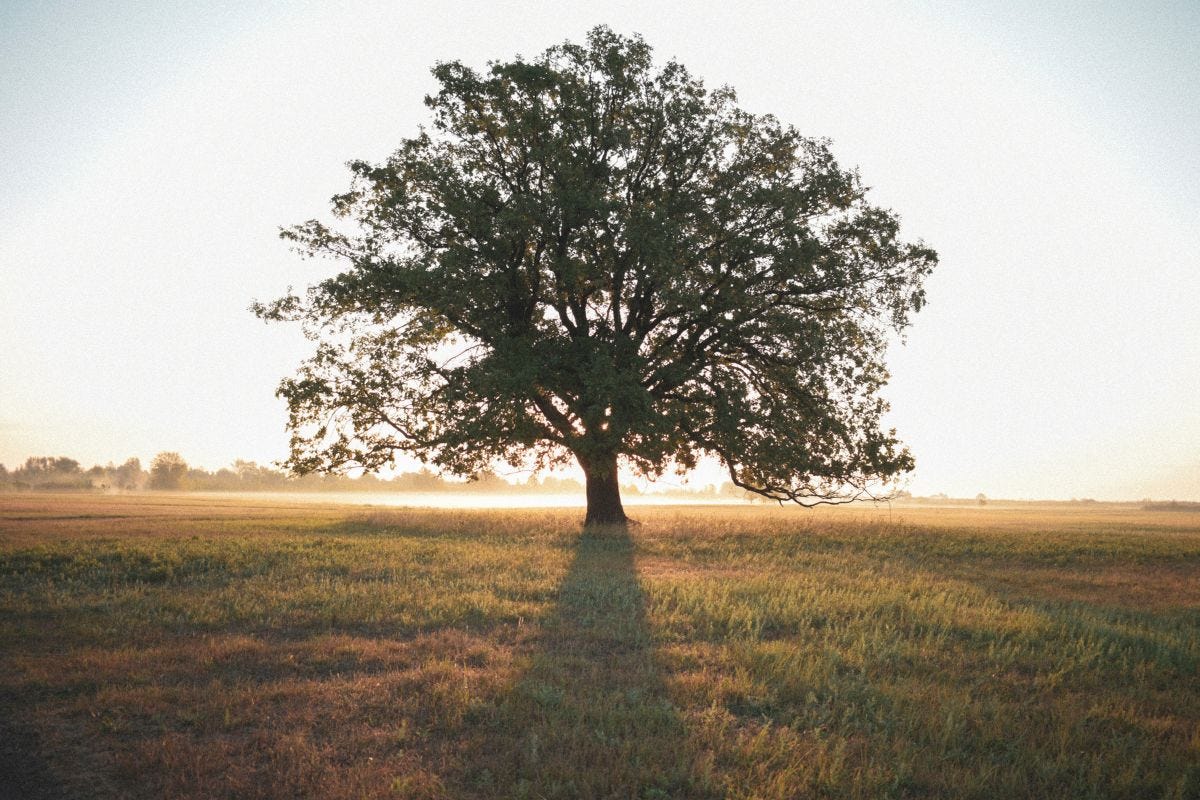 Mature tree standing alone in an open field at sunrise, casting a long shadow across the grass.