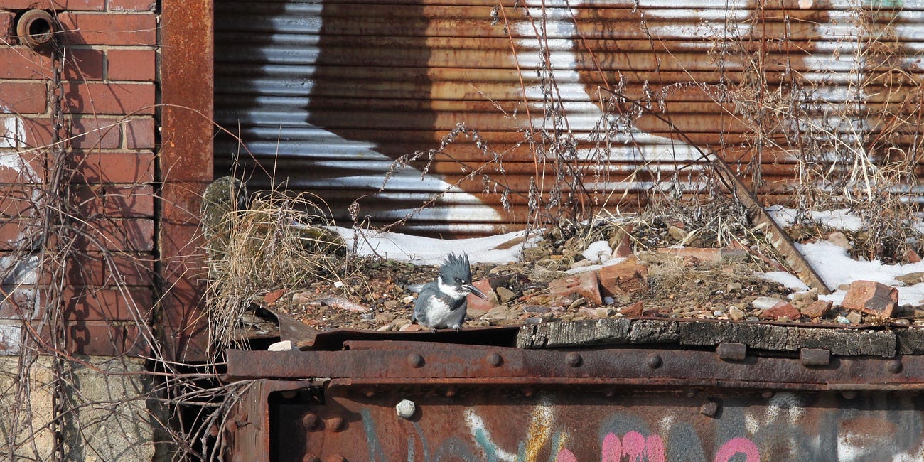 Bubbly Creek is home to some scrappy birds