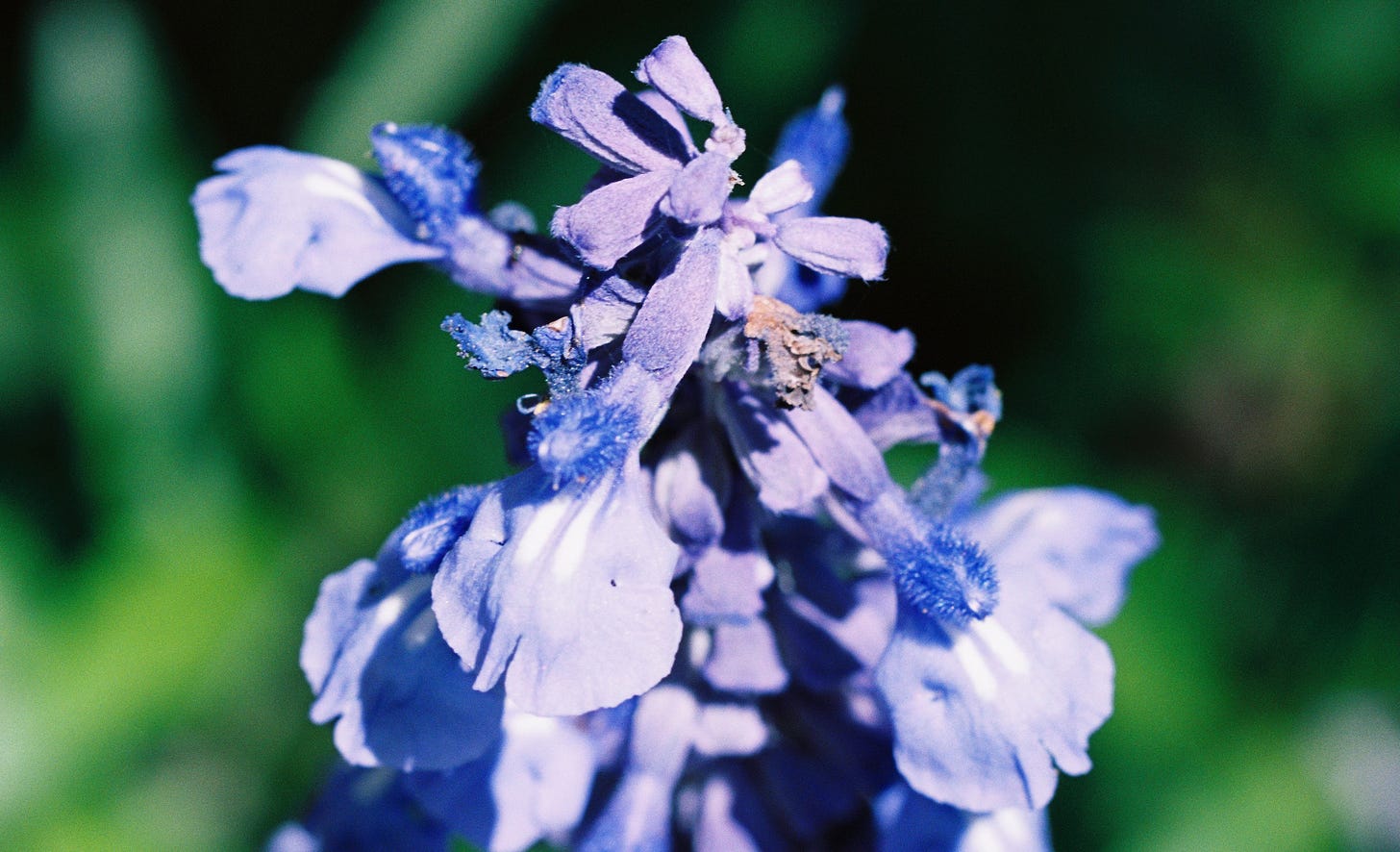 Blue sage flower blossom Blue sage flower blossom