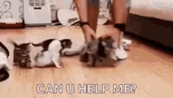 a group of kittens are playing with a person 's feet on a wooden floor . a group of kittens are playing with a person 's feet on a wooden floor .