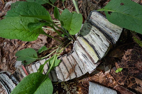 Moldy books, comfrey, light,emergence