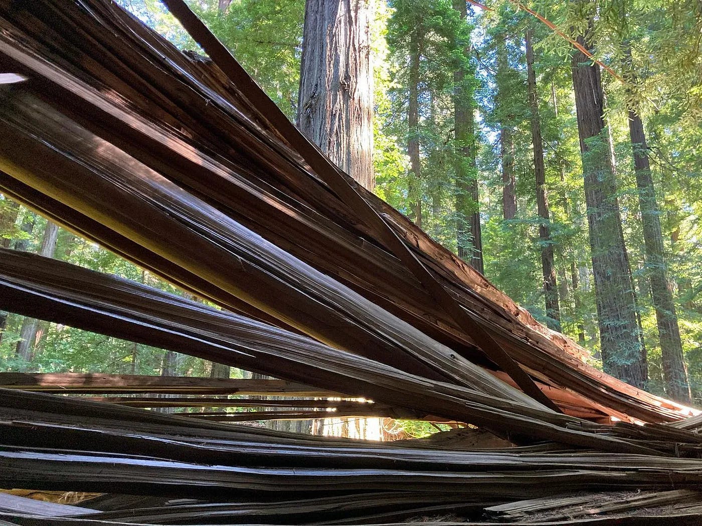 splitting redwood in the forest