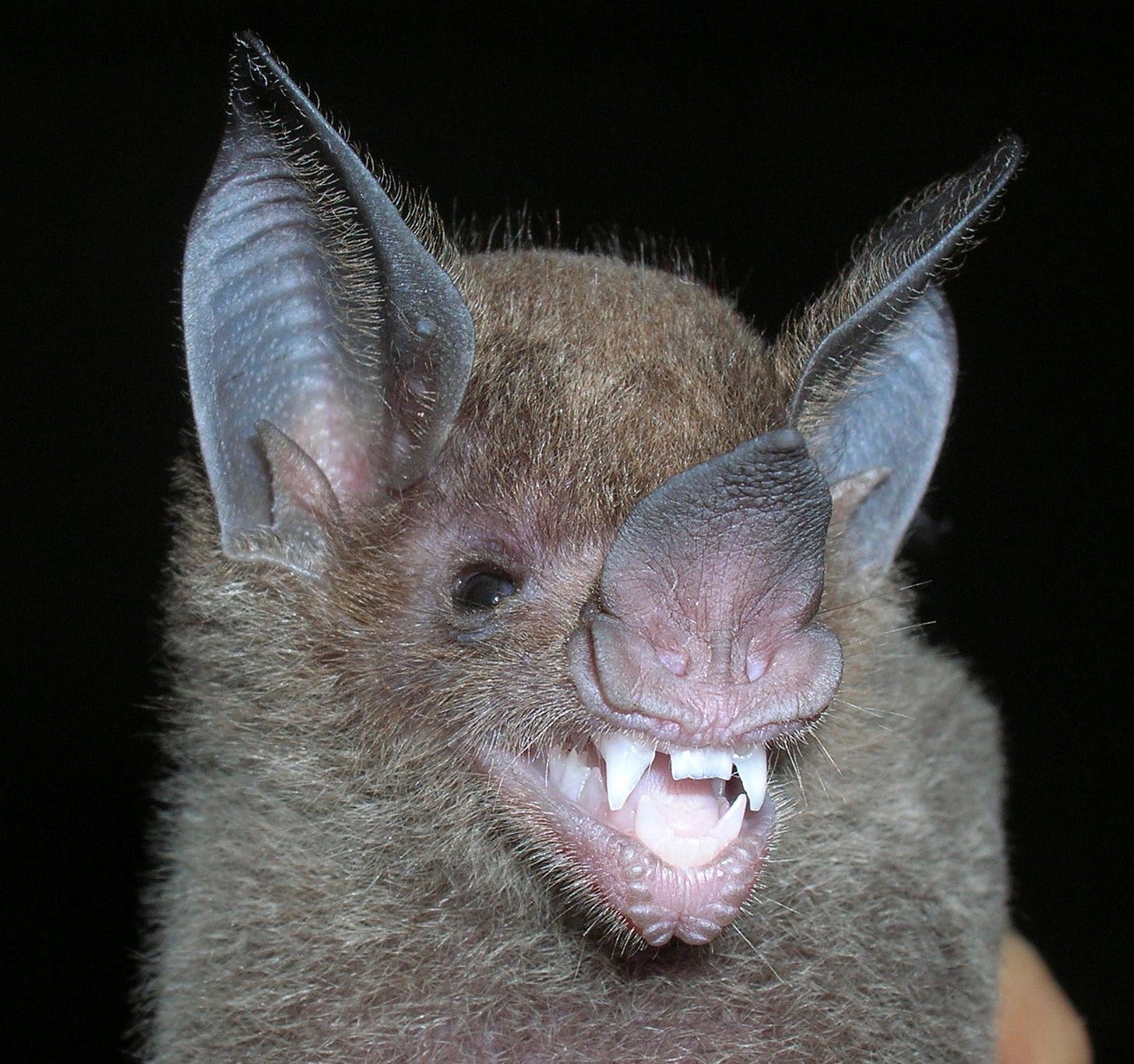 Jaw Wars: How Bats Evolved a Diverse Arsenal of Teeth for Survival
