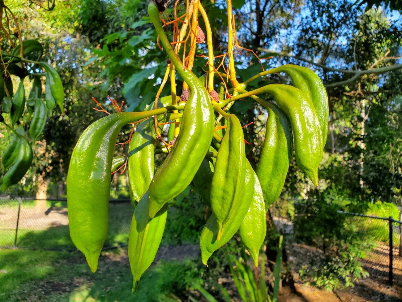 Brachychiton acerifolius [unripe pods - Newington] 20230225_173707 sml.jpg