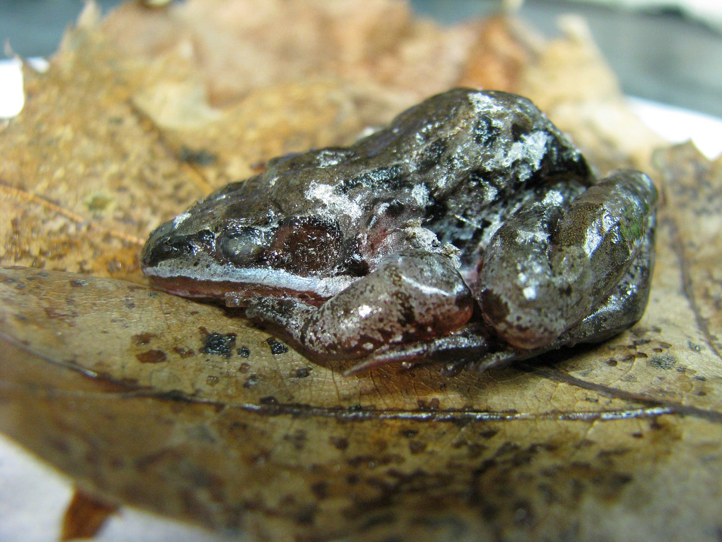 These animals can freeze solid in winter. Here's how they survive.