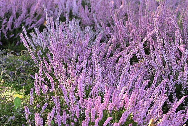 Calluna vulgaris aka Heather Calluna vulgaris aka Heather
