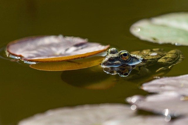 frog in pond