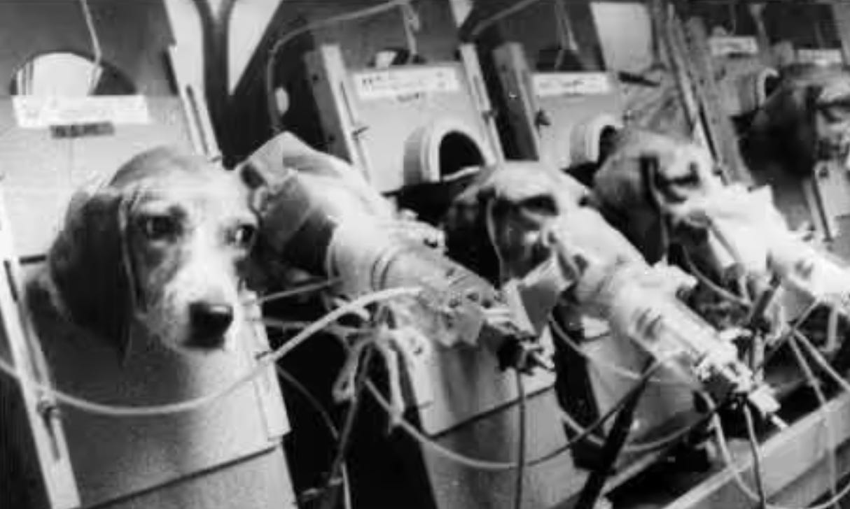 Four Takeaways from the Shocking Conviction in the Beagle Rescue Trial