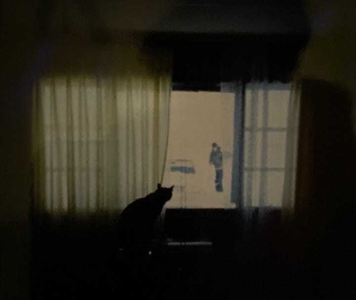 Wicho the Cat doing his thing.